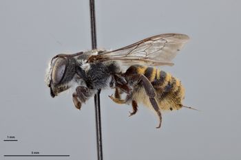Media type: image;   Entomology 791607 Aspect: habitus lateral view
